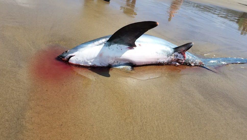 shark3.jpg